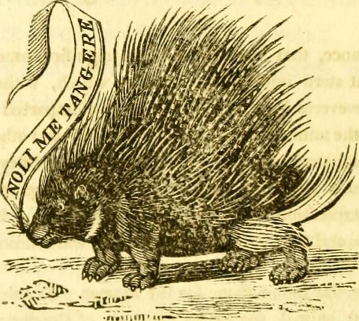 Nashua Porcupines